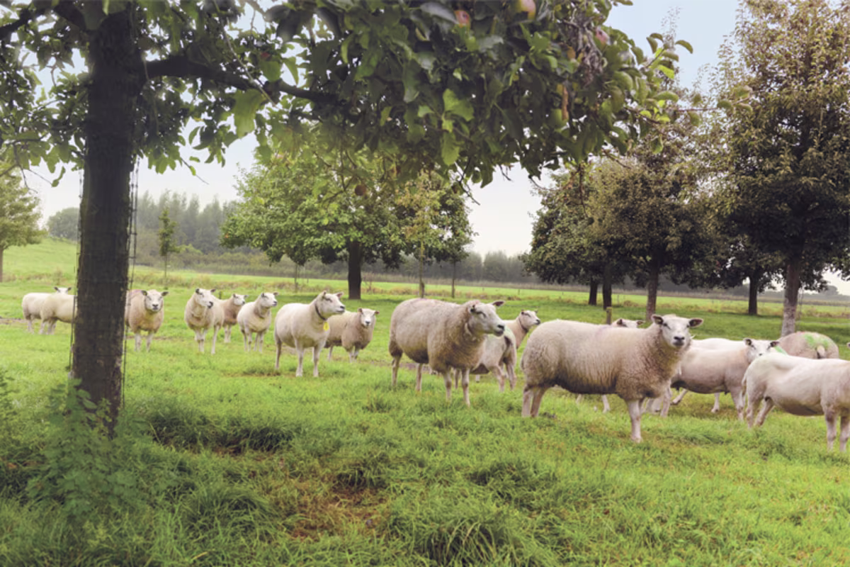Sfeerbeeld Lamsvlees Hollandse graslam