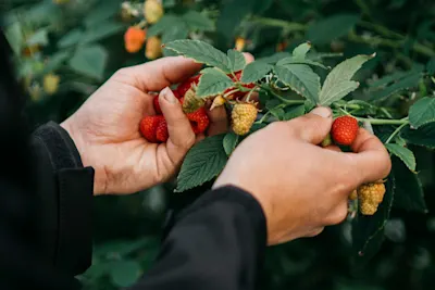 KOOK BEWUST Vos fruit sfeerbeeld
