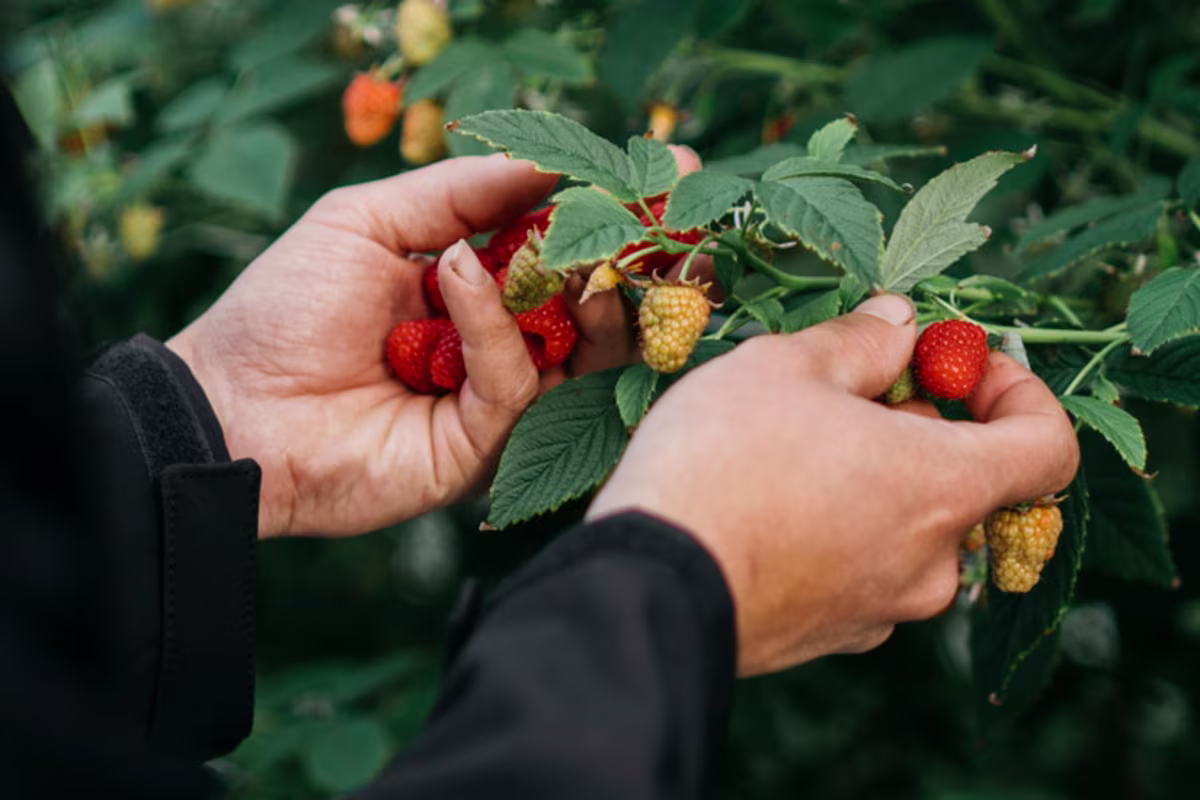 KOOK BEWUST Vos fruit sfeerbeeld