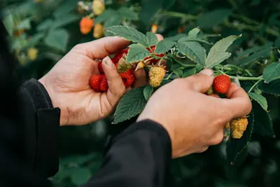 KOOK BEWUST Vos fruit sfeerbeeld