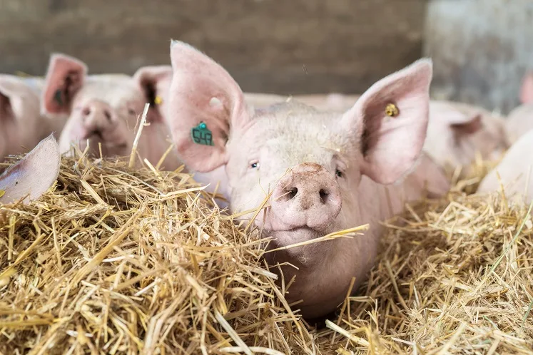 Het Gaasterlander kruidenvarken