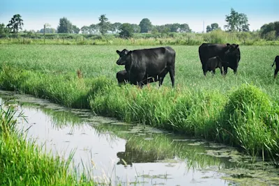 Kookbewust Regiorund koeien sfeerbeeld