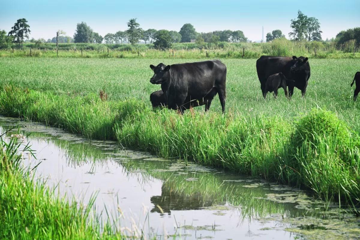 Kookbewust Regiorund koeien sfeerbeeld