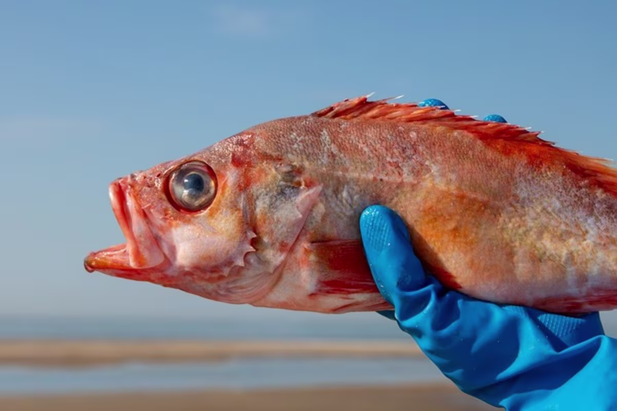 Sfeerbeeld Fix Fisch viswijzer