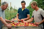 Sfeerbeeld van Fruitteler De Kat Angelino 