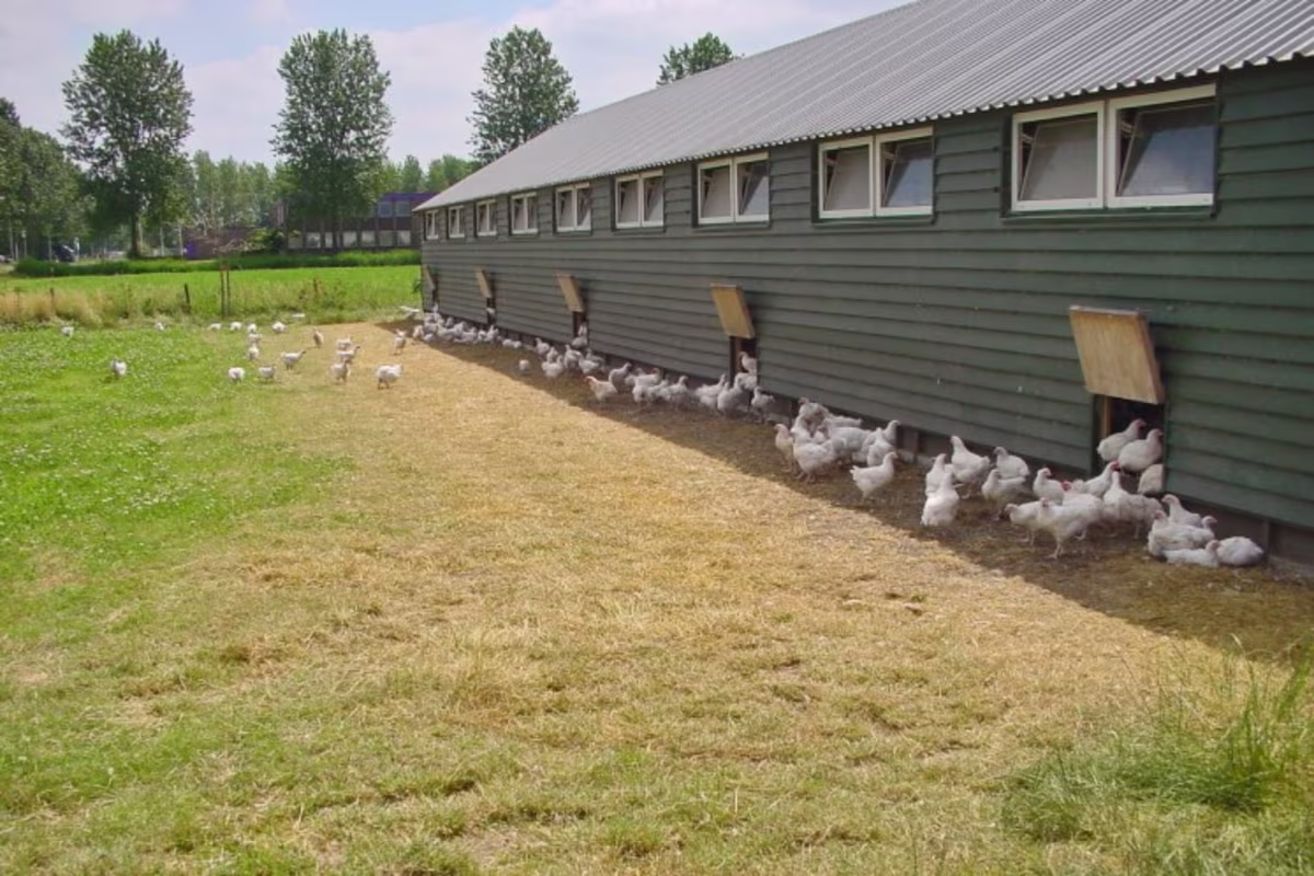 KOOK BEWUST Boerderijhoen Polderhoen