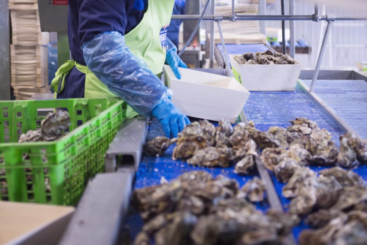 Sfeerbeeld Jan van As Versvishandel oesters sorteren