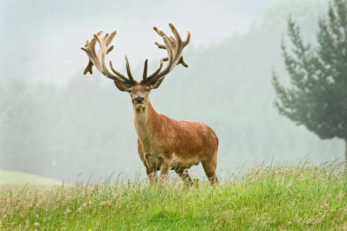 Wild header beeld