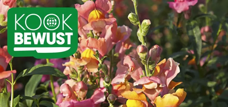 KOOK BEWUST Klootwijk AGF banner