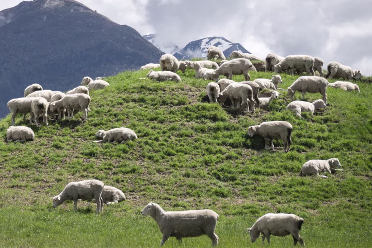 Sfeerbeeld Lamsvlees Nieuw-Zeelands lam