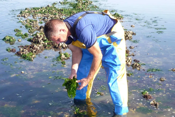 Jan Kruijsse Zeewieren