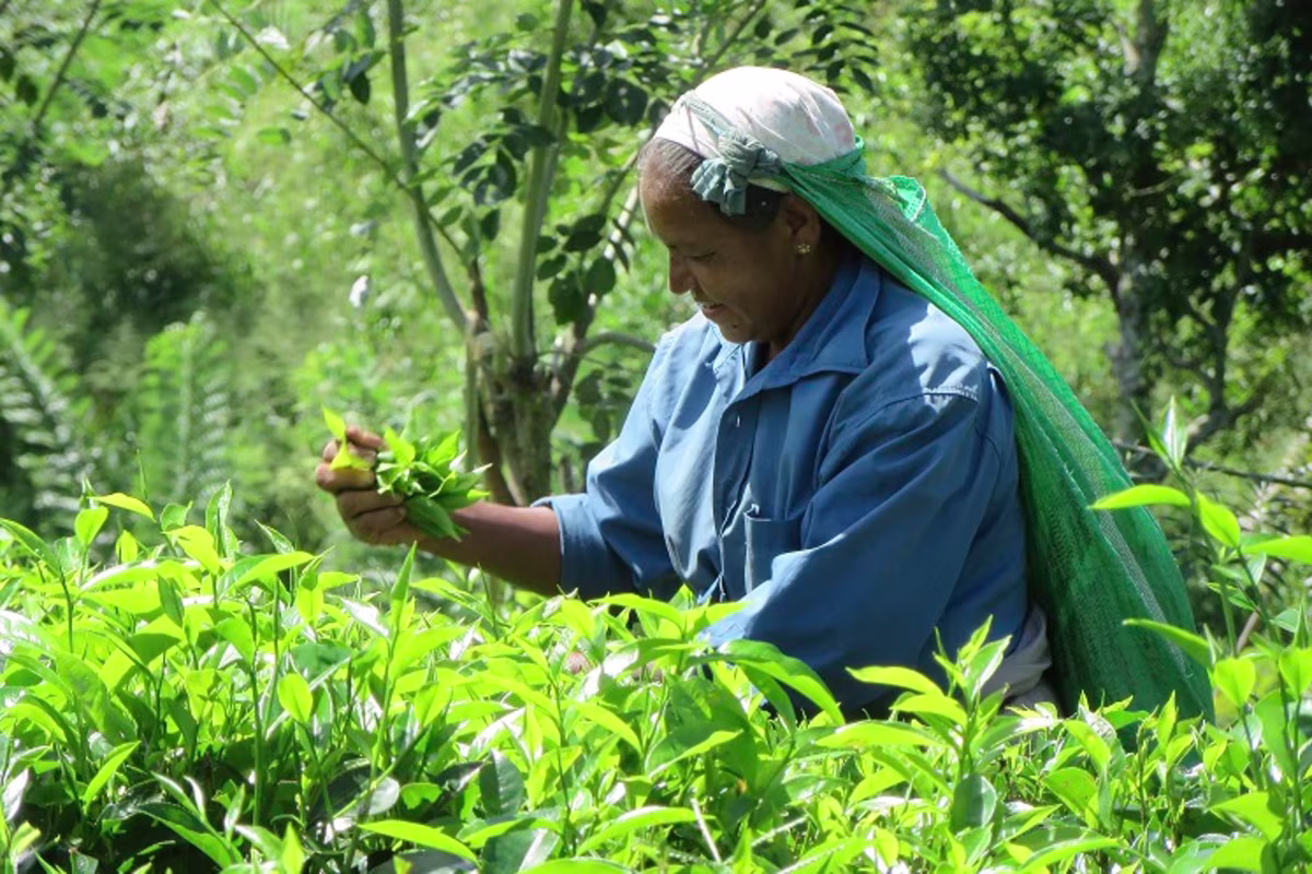 MUMA easy tea fairtrade beeld