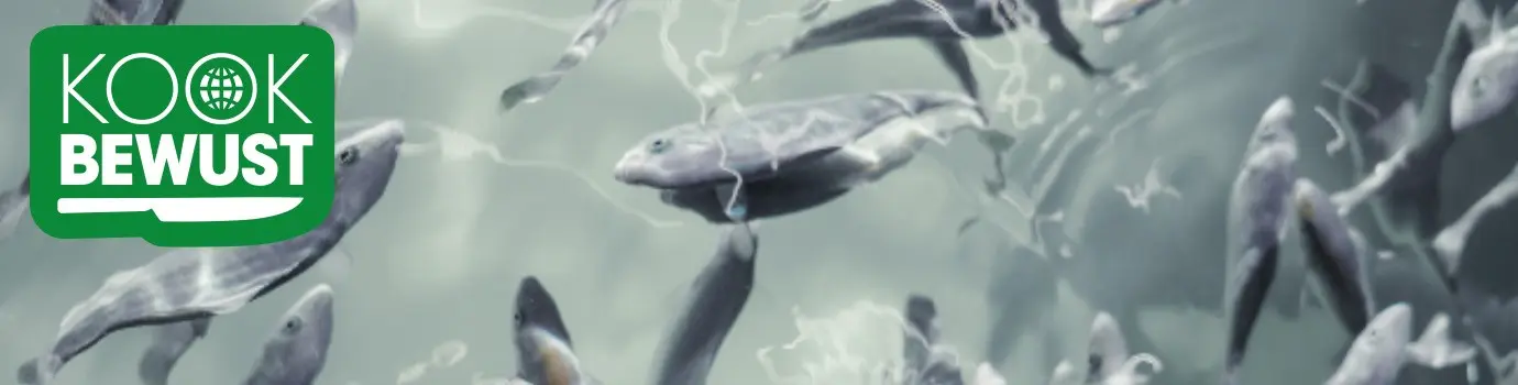 KOOK BEWUST Kingfish banner