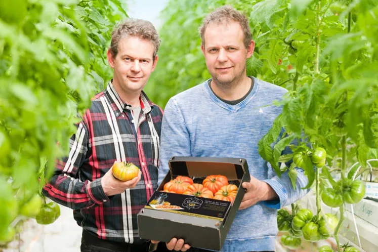 Van den Belt tomaten