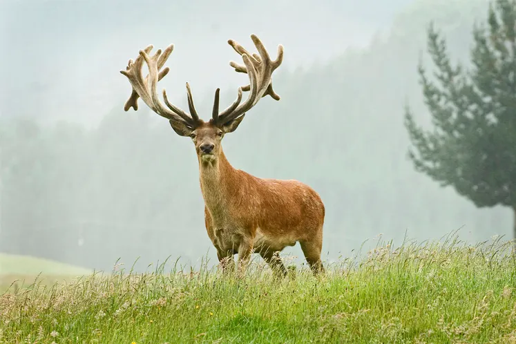 Banner wild en gevogelte - hert