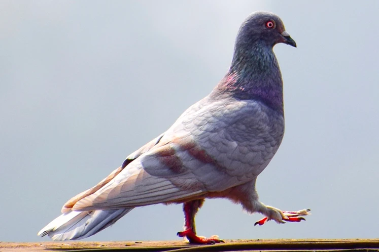 Sfeerbeeld van houtduif
