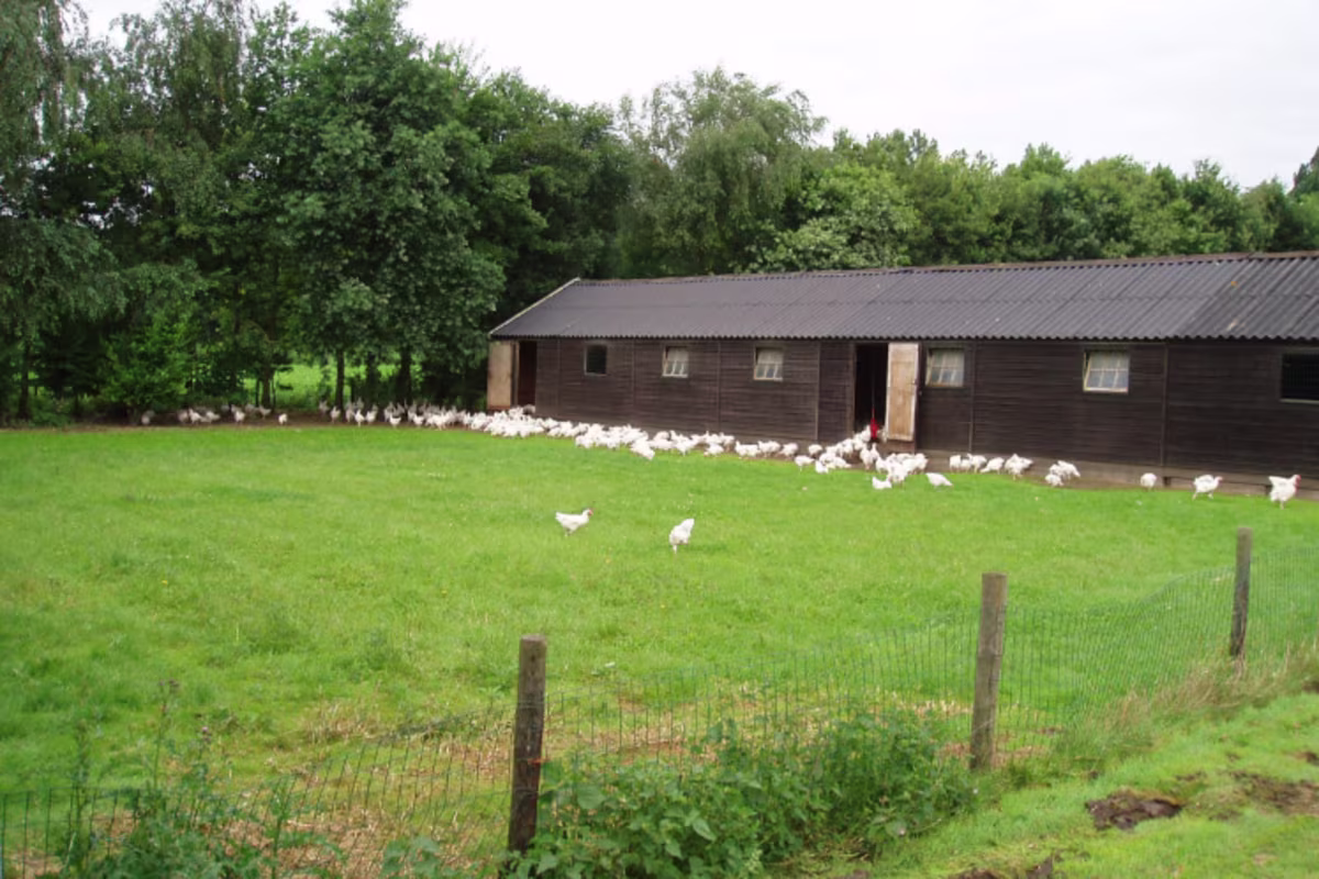 KOOK BEWUST Boerderijhoen Scharrelhoen