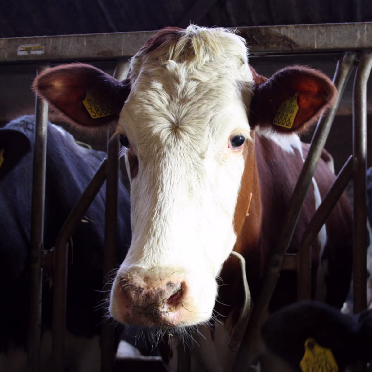 Kookbewust Meester Affineurs Montbeliarde koe