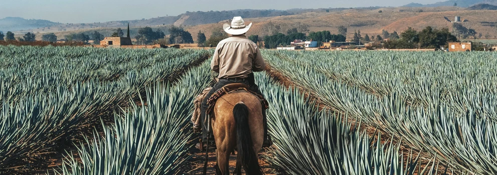 han-hea-content-tequila-mezcal-991x350