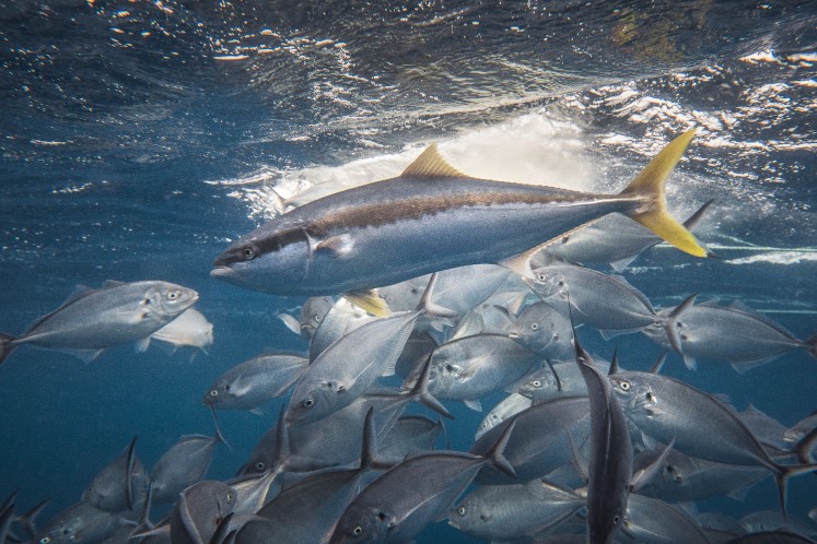 Kingfish