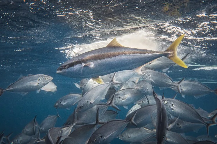 Yellowtail kingfish Zeeland