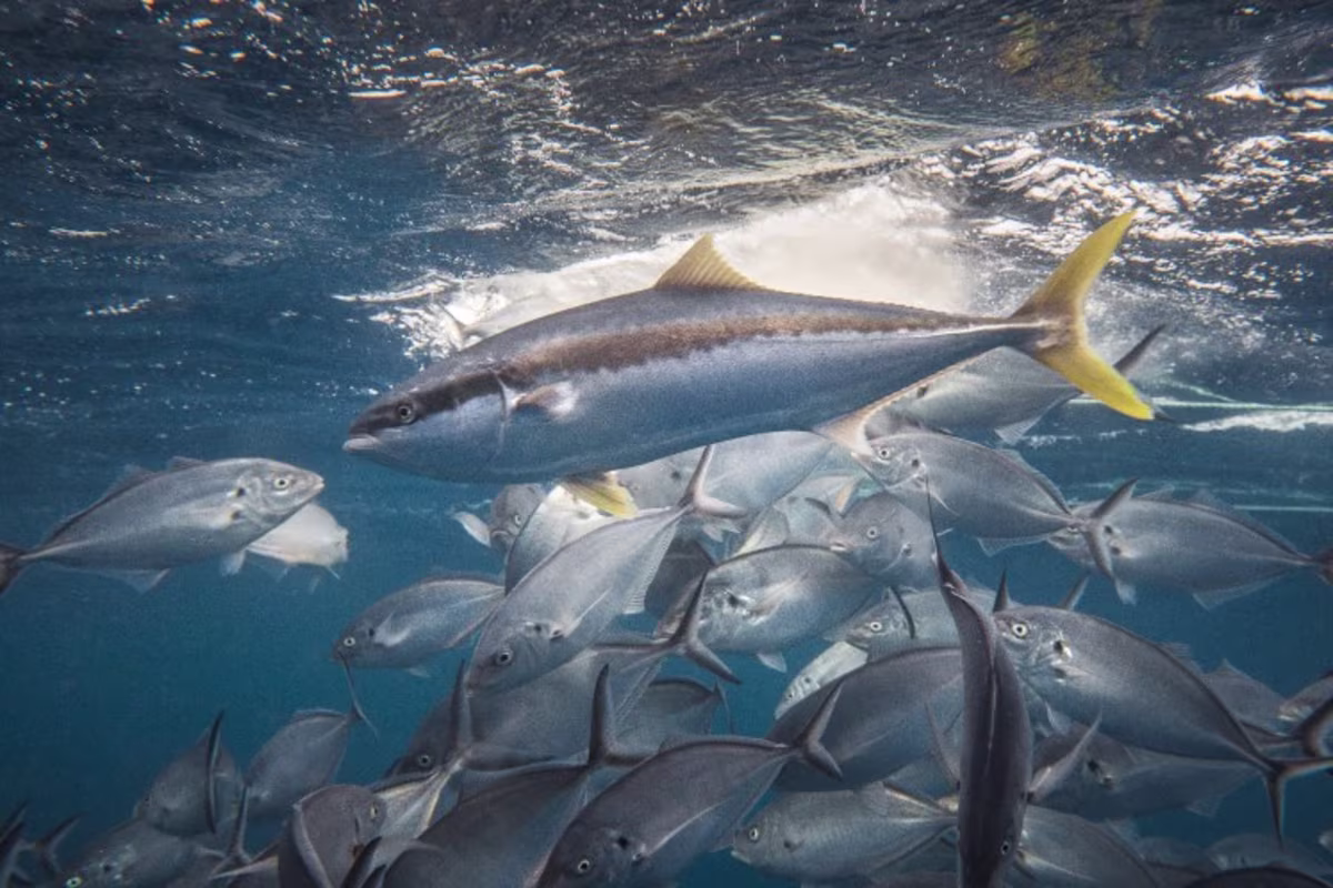 Kookbewust Kingfish sfeerbeeld