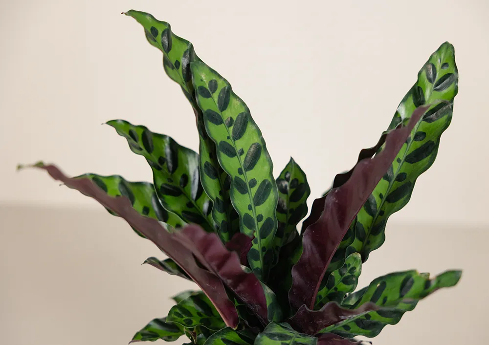 dracena podłoże Kupić Dracena Dracaena w jakości ogrodniczej main image 1
