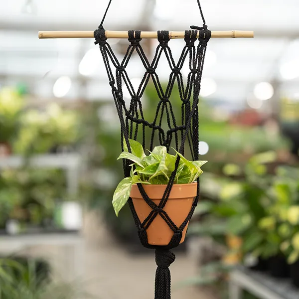 chenille hanging plant Chenille Plant – Plant Detectives main image 1
