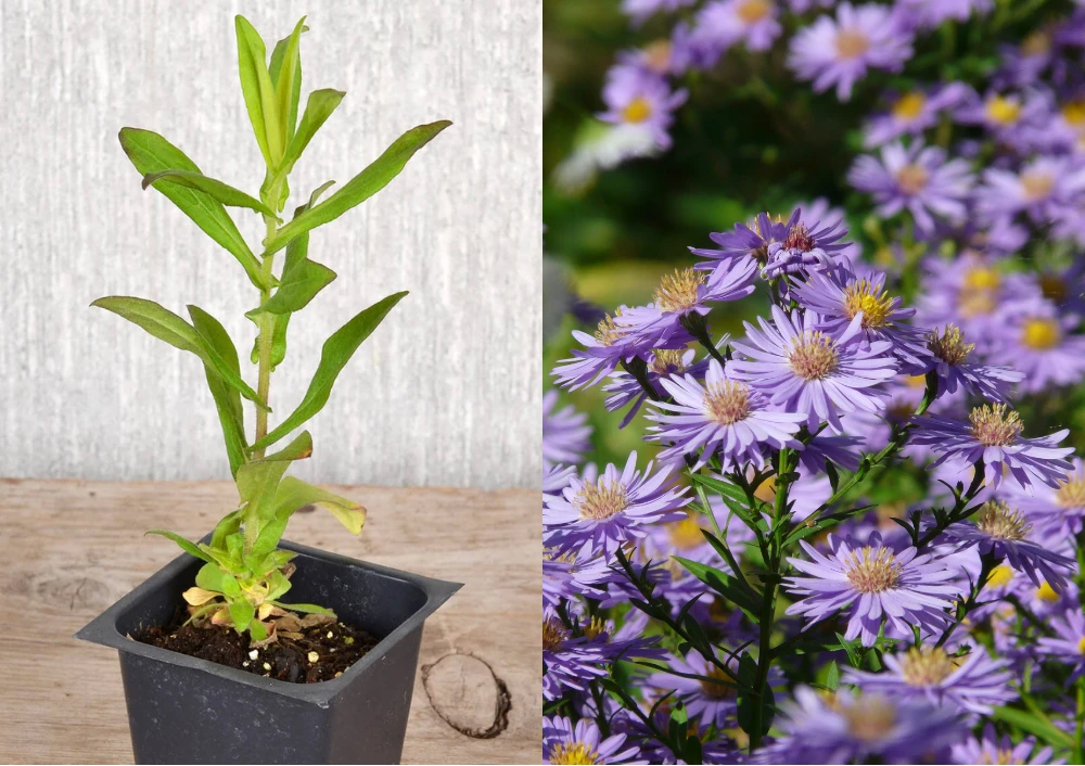 Shop Perennials For Your Garden | Bachman's