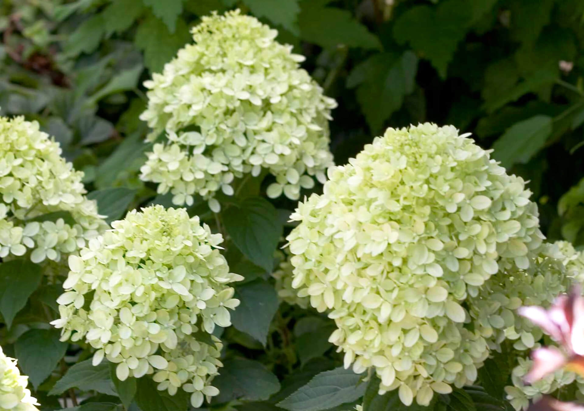 ガーディニア　 　　　　　ジャスミン 　　　　　ネルロ 　　　　　ウィスパー ガーディニア ジャスミン ネルロ ウィスパー Cutting Garden | Bachman's