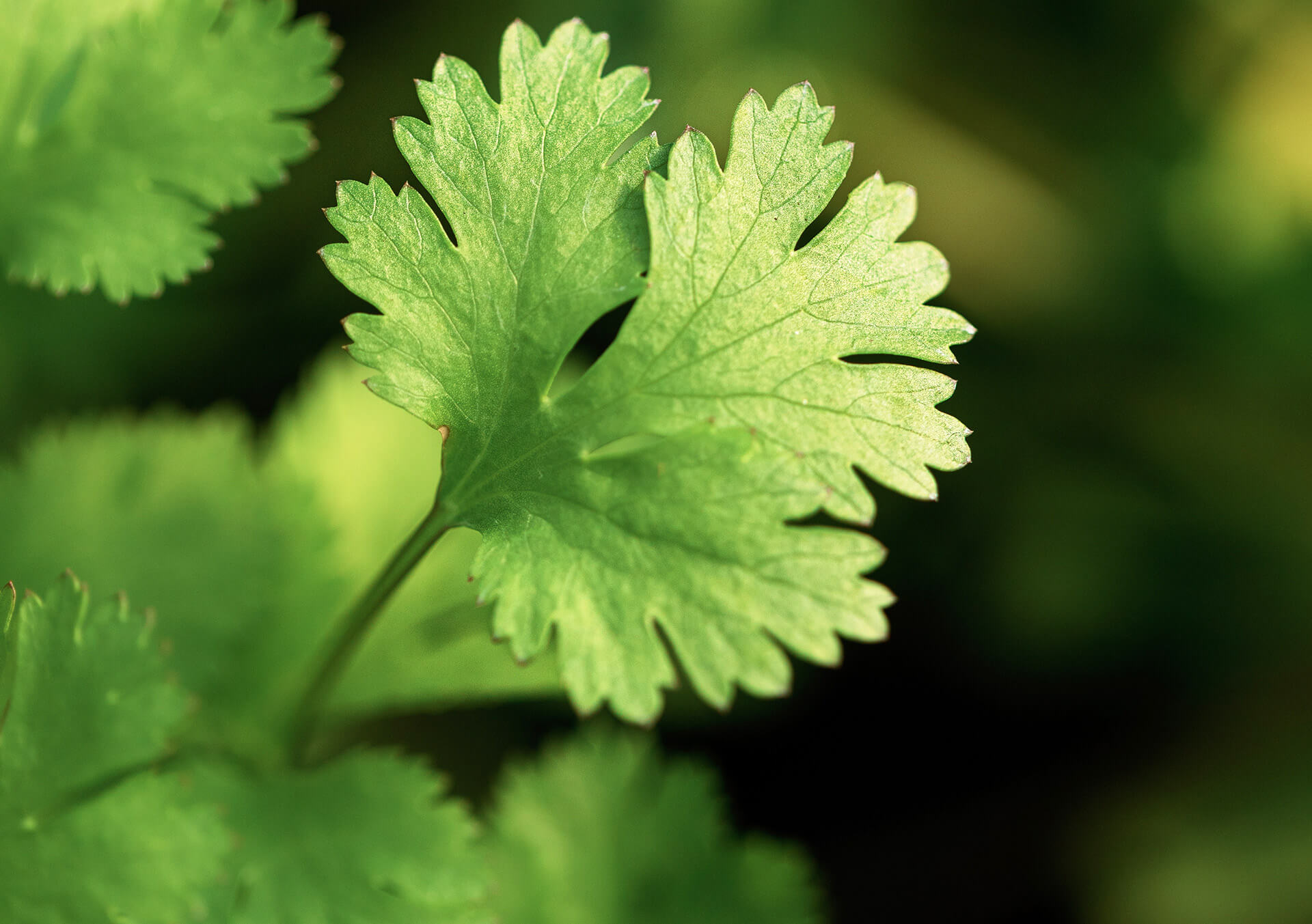Coriander/ Cilantro 4"