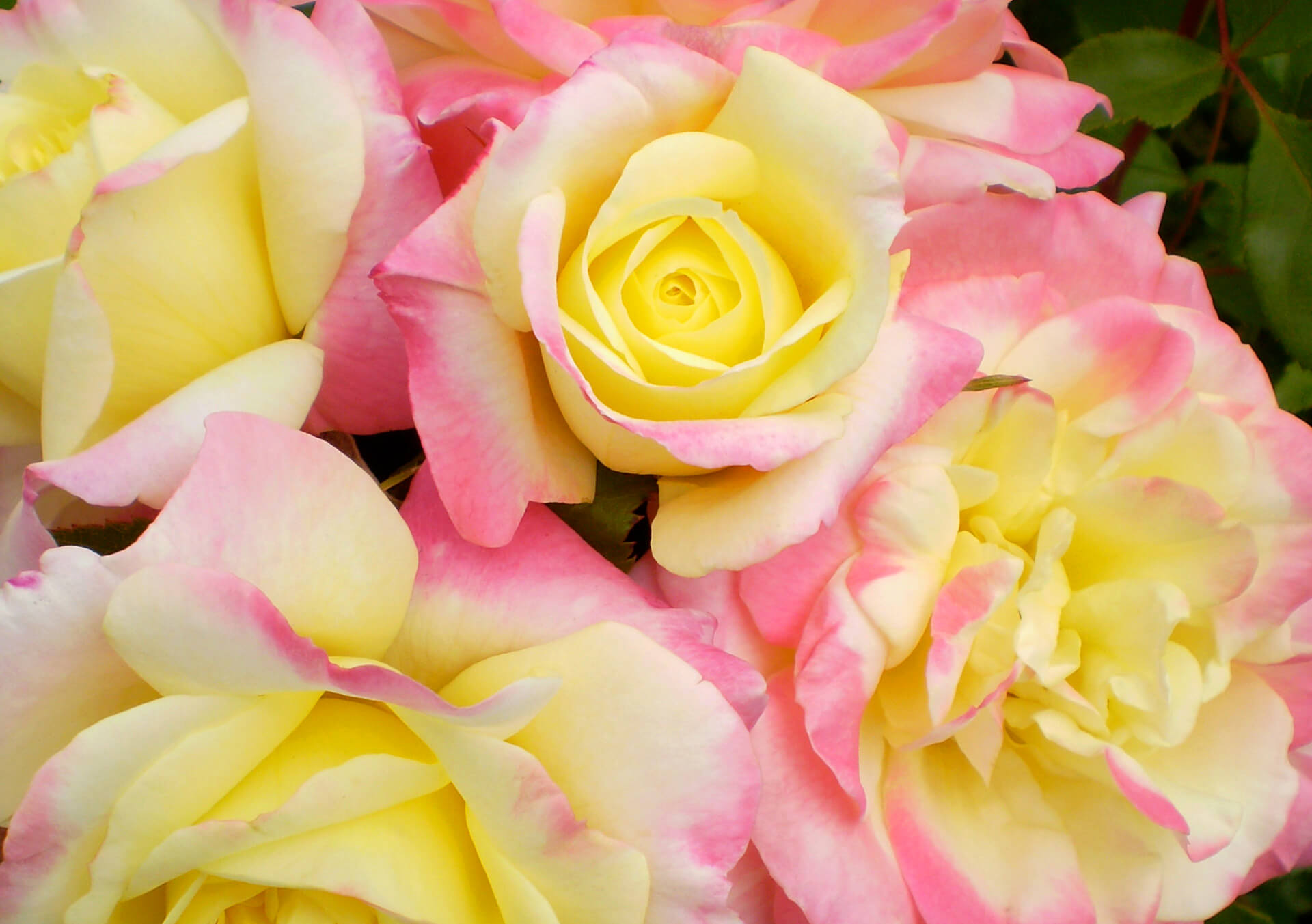 Hanneman Roses Garden Roses for Sale and Delivery in Minnesota from Bachman's