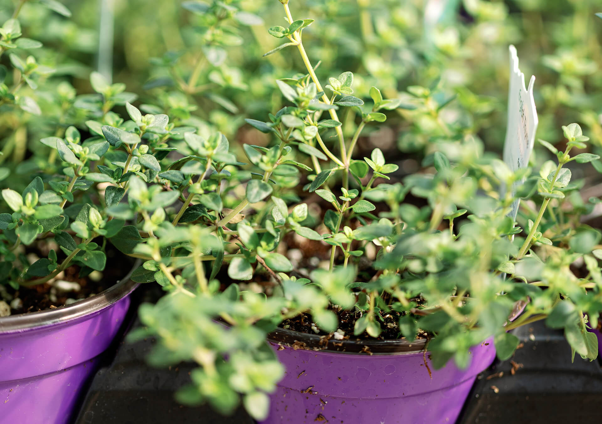 good potting mix Good Dirt Outdoor Potting Mix | 8 Quart main image 1
