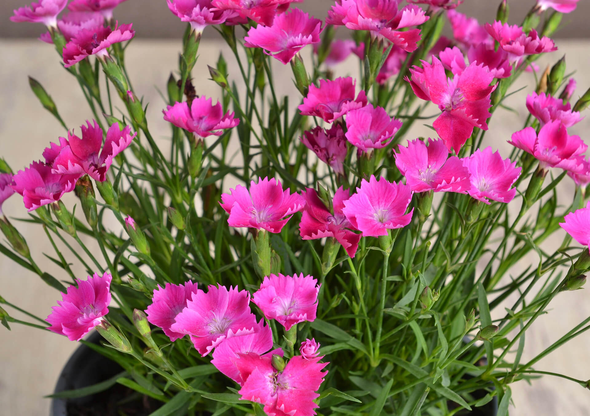 Shop Summer Perennials For Your Garden | Bachman's