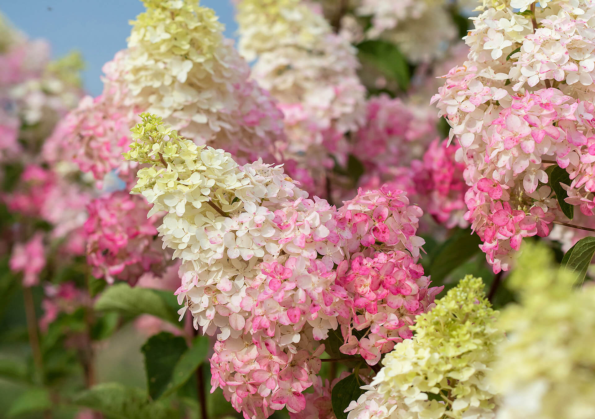 Shop Shrubs For Your Landscape | Bachman's Minneapolis