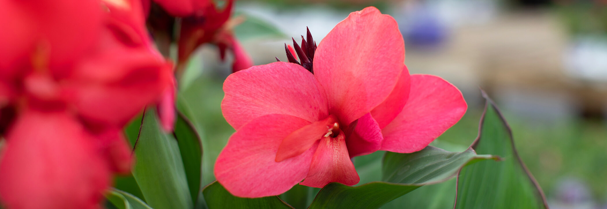 Beautiful Flower Delivery in Minneapolis Bachman's Floral, Home and