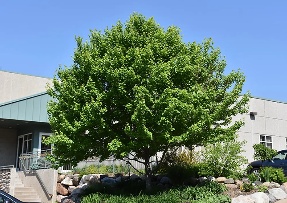 Yard Trees for Sale in Minnesota at Bachman's