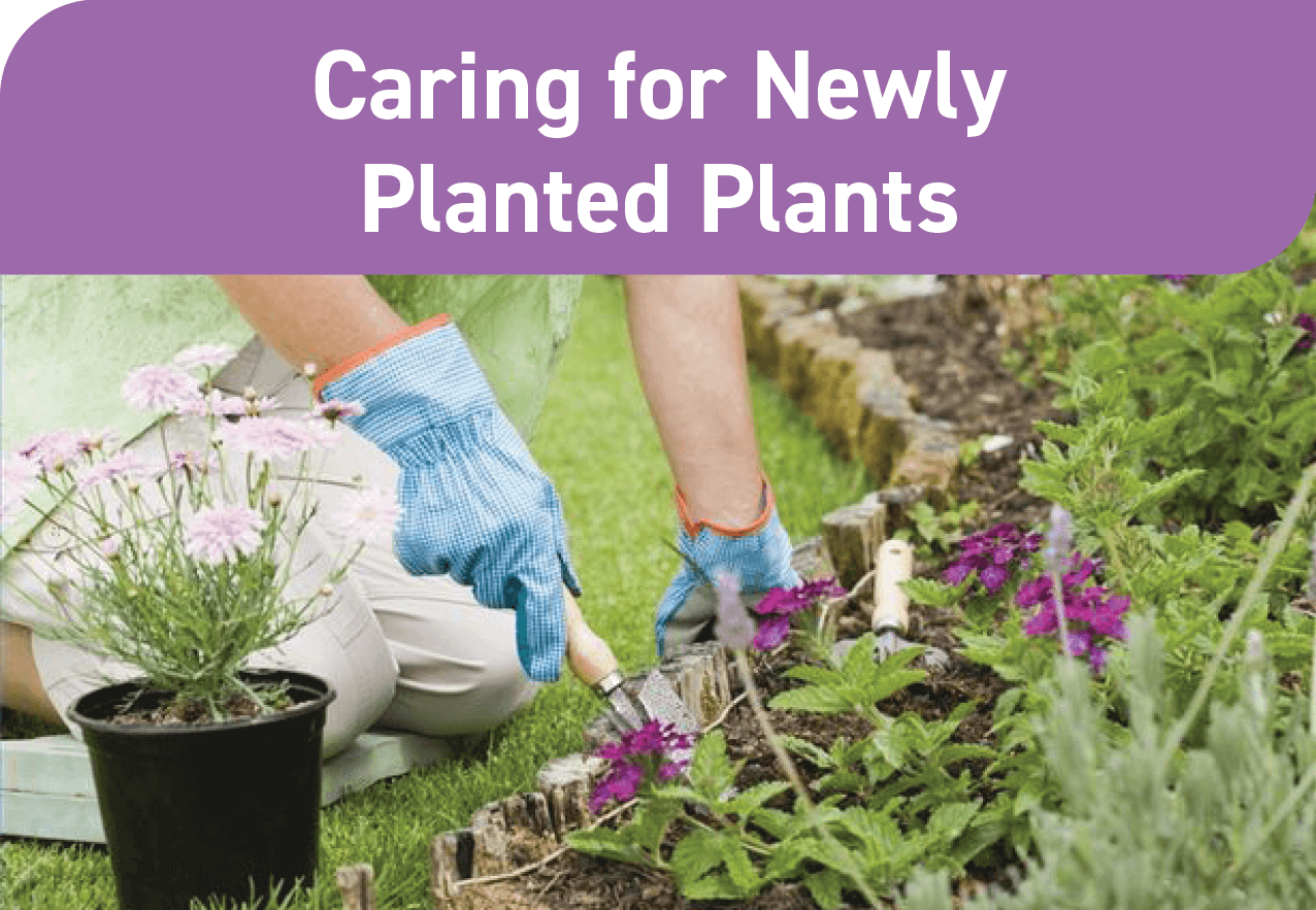 Minneapolis Flower Delivery Bachman's Floral, Home and Garden