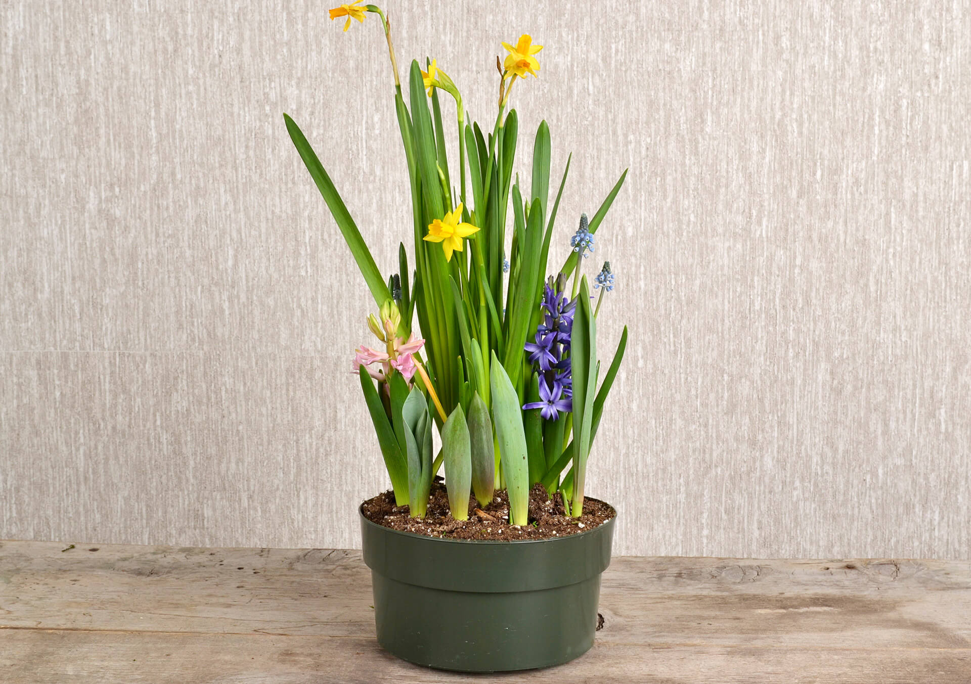 Watch'em Grow Bulb Gardens for Sale in Minnesota at Bachman's