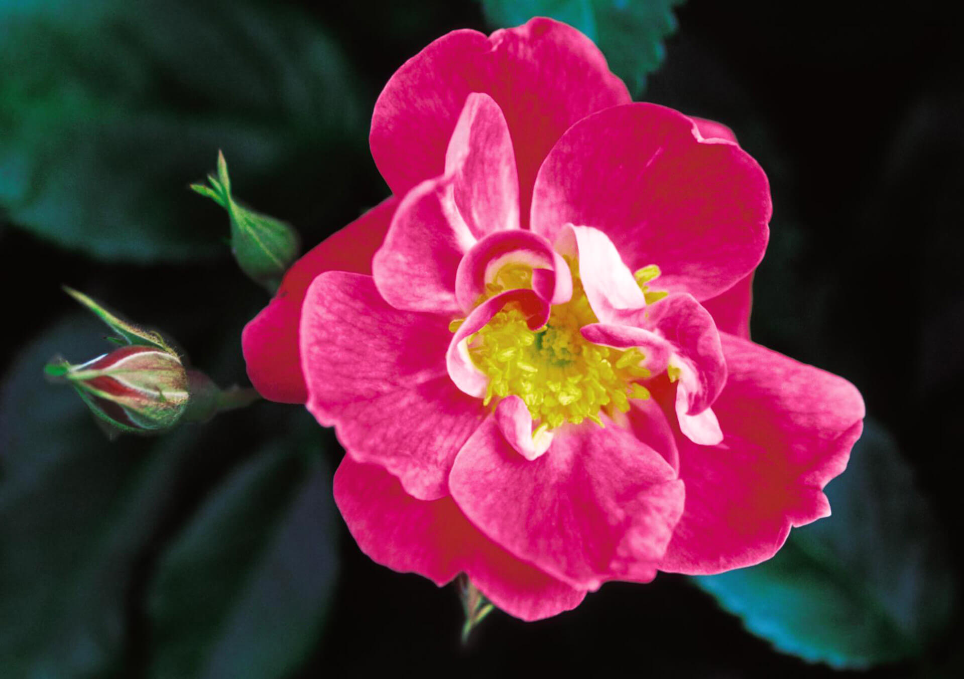 Hanneman Roses Garden Roses for Sale and Delivery in Minnesota from Bachman's
