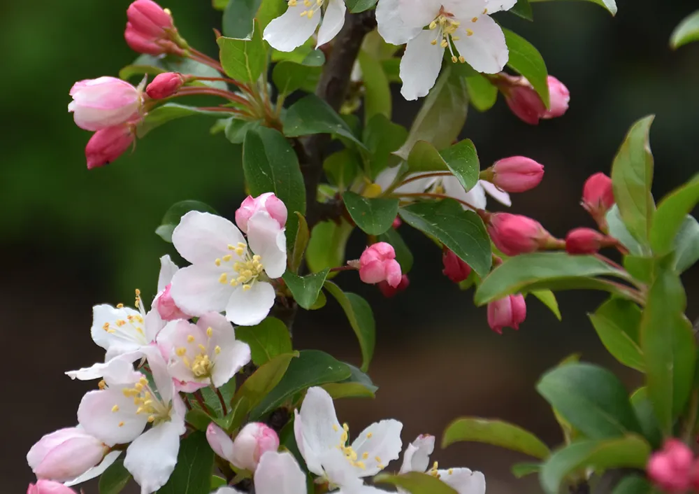 りんご　0617 Shop Fruit & Landscape Trees For Delivery | Bachman's Minnesota
