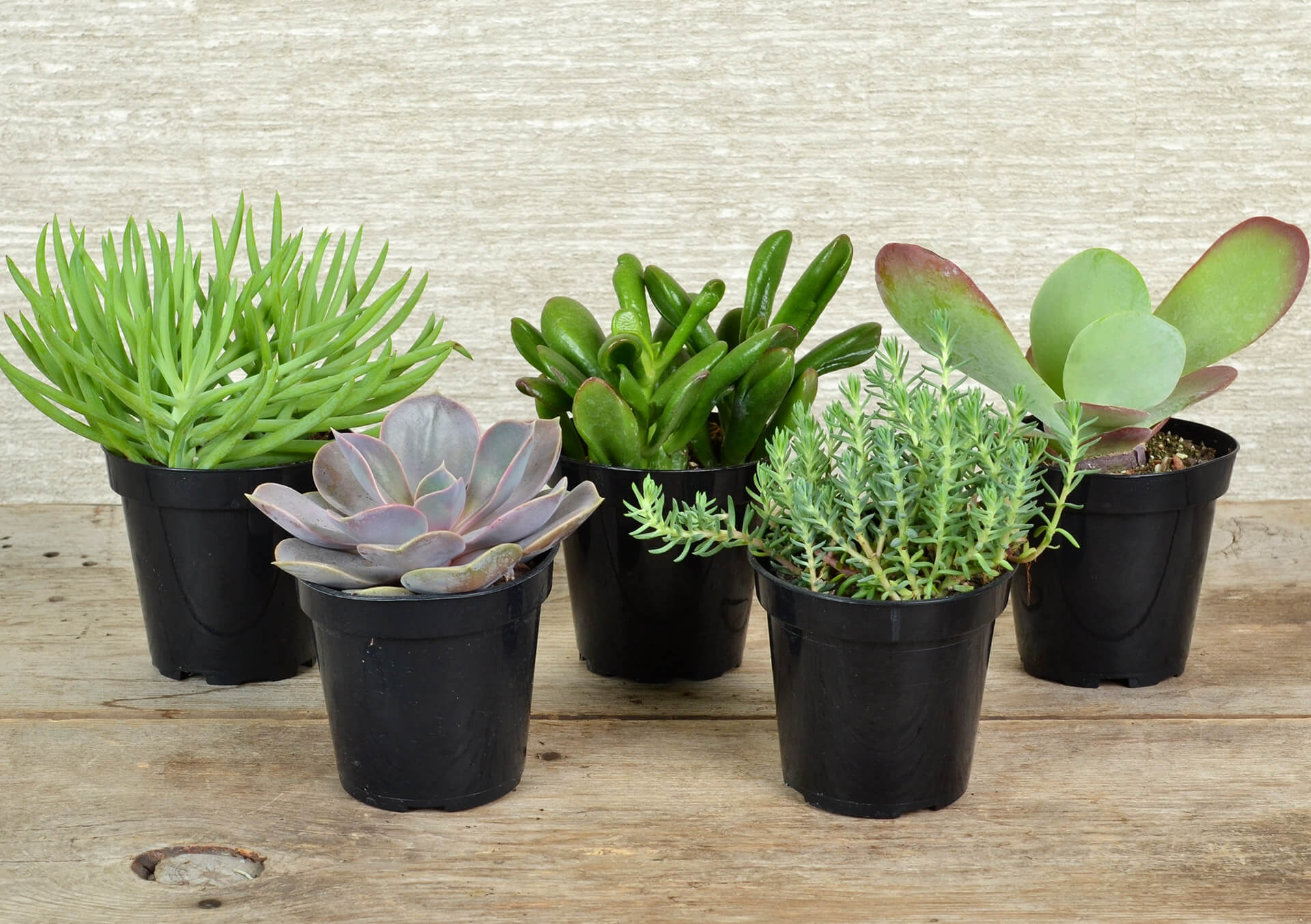 pot money plant Pilea peperomioides- Chinese Money Plant | Lexington, KY