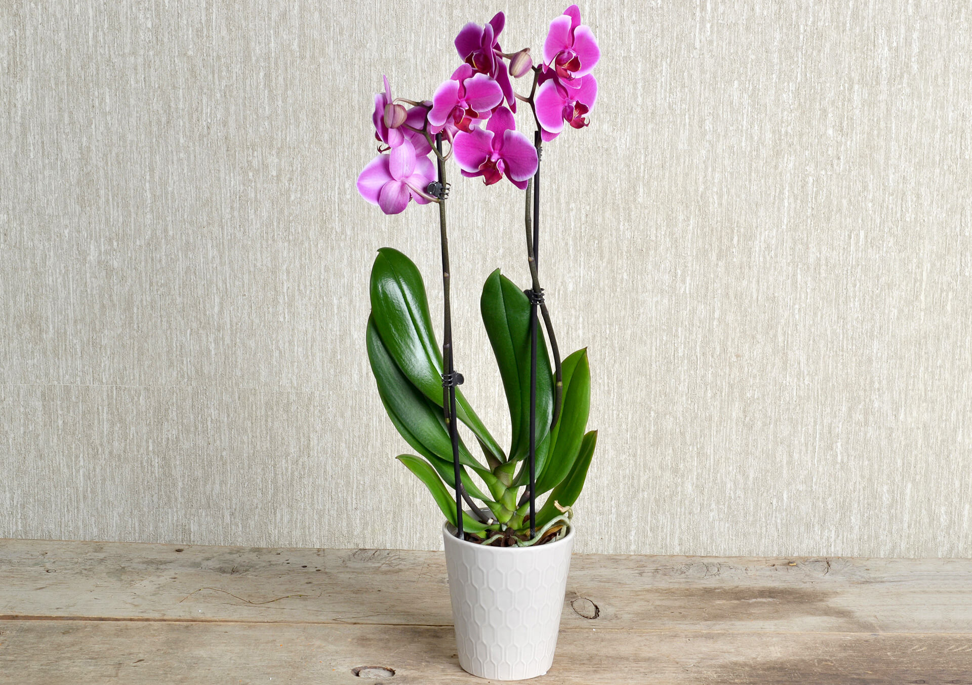 Orchid Plants for Delivery Minneapolis, Minnesota