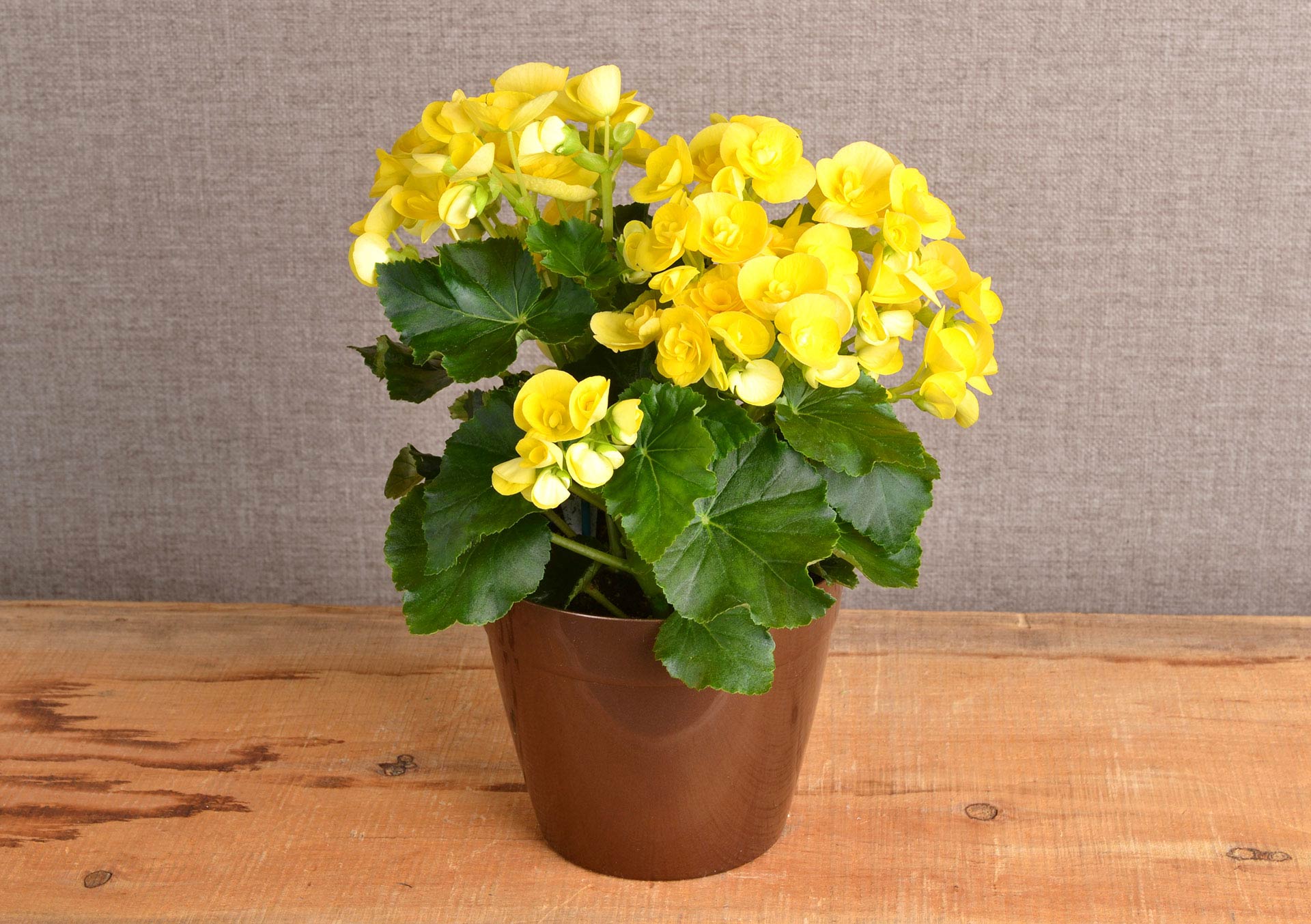 watering plants indoors Copper Watering Can - Indoor 3 Qt Watering Can