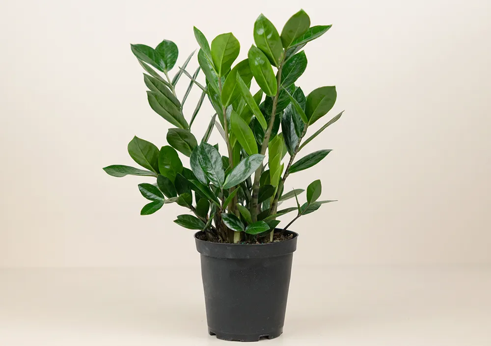 plants mania THE SIDE UP BOX plants mania THE SIDE UP BOX plants