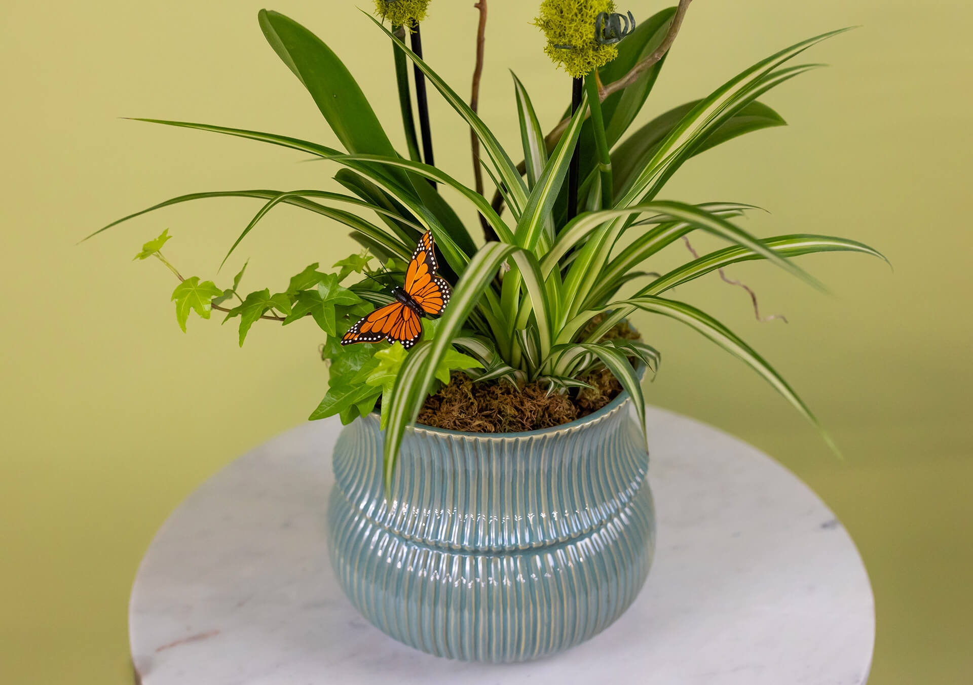 monstera soil Philodendron + Monstera Soil Mix main image 1