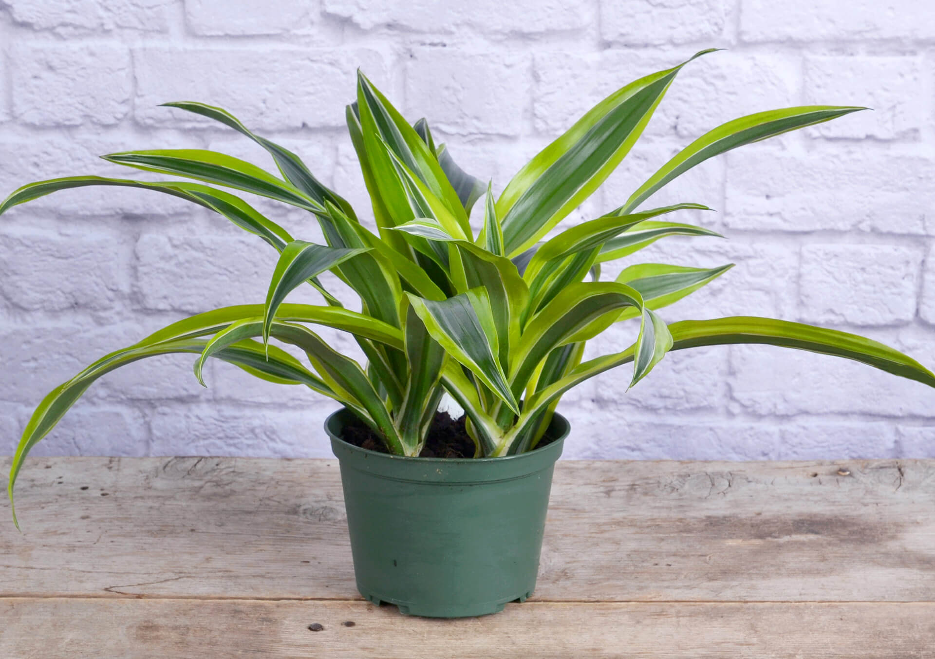 Dracaena frag. 'Lemon Lime'
