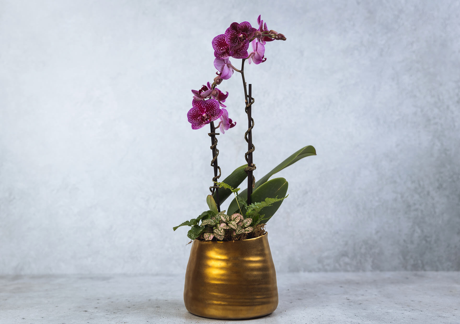 Orchid Plants for Delivery Minneapolis, Minnesota
