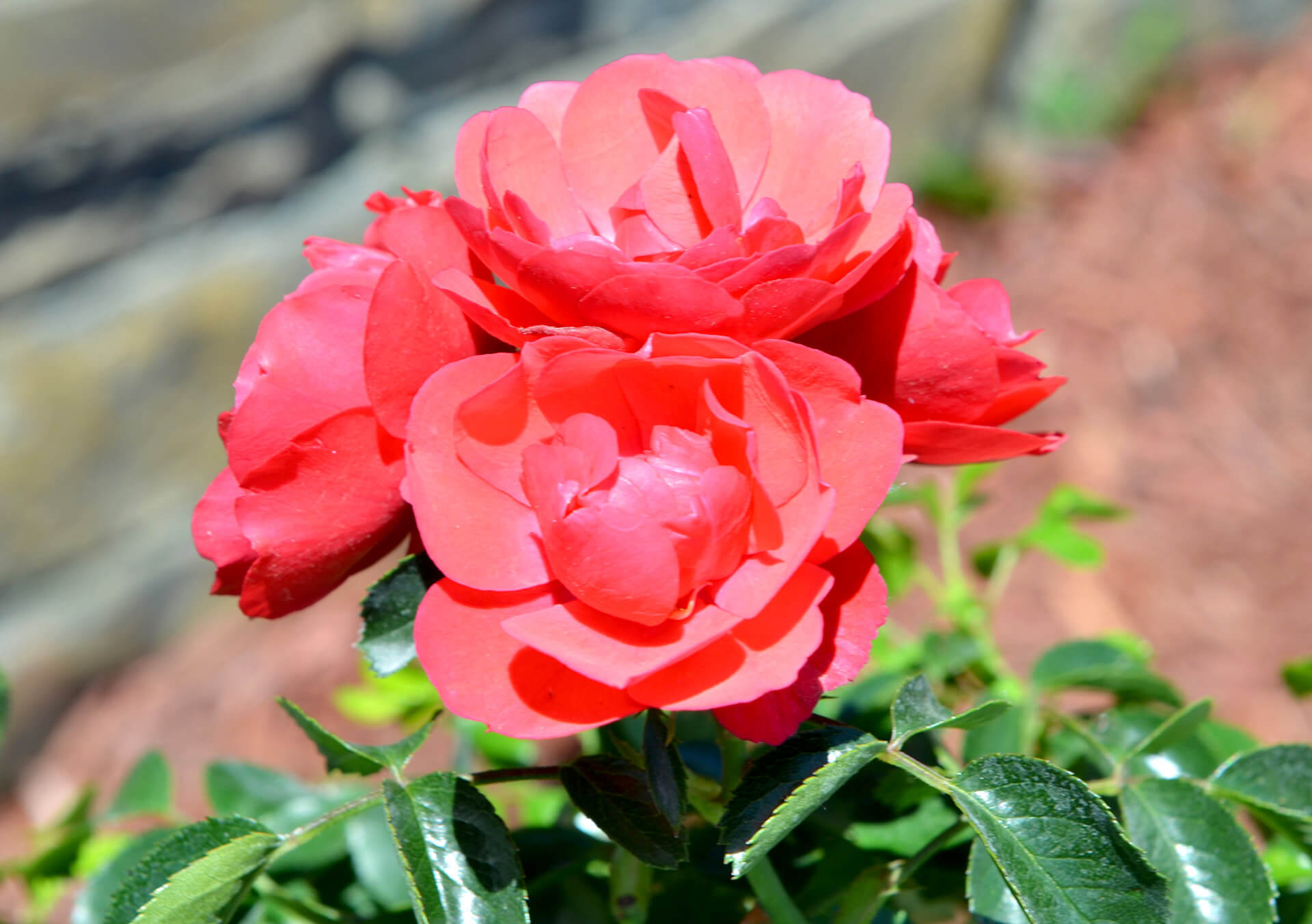Garden Roses for Sale and Delivery in Minnesota from Bachman's