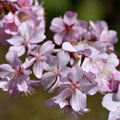 Shop Fruit & Landscape Trees For Delivery | Bachman's Minnesota